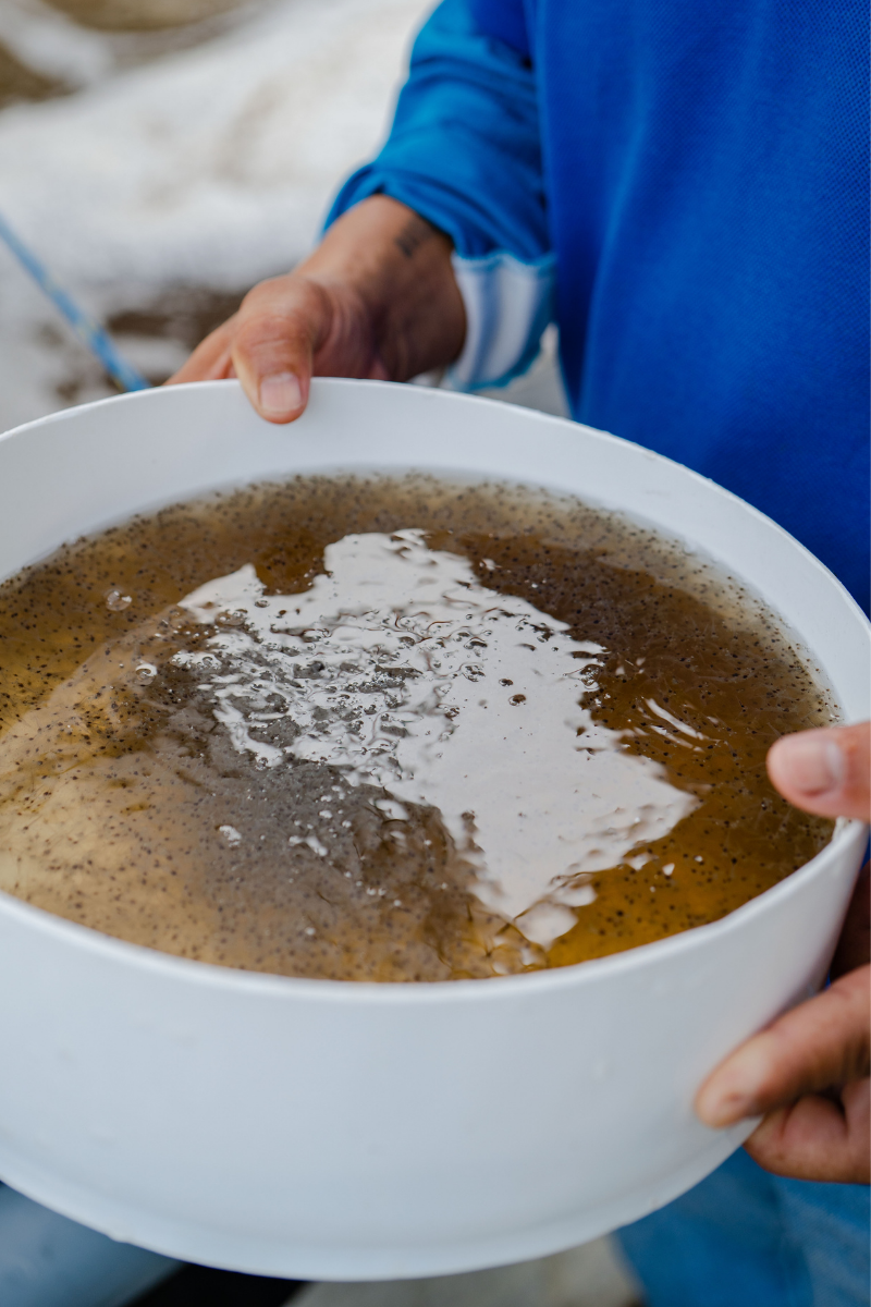 Salud larvaria del camarón AQUAGEN
